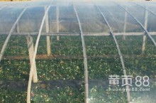 农用薄膜 现代农业的“保护伞”与技术革新